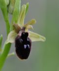 Ophrys promontorii